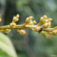 Croton tiglium L.